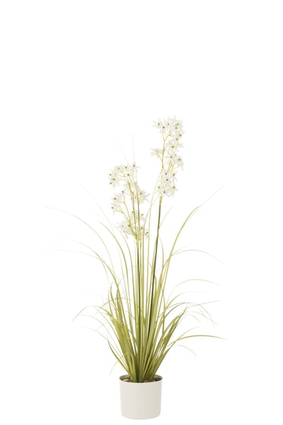 Allium in pot plastiek groen/wit medium Allium in pot plastiek groen/wit medium