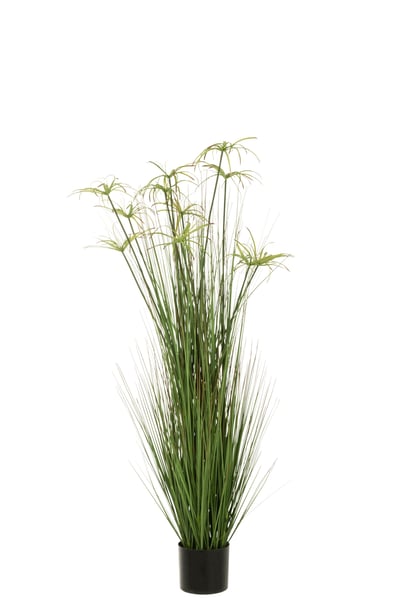 Cyperus alternifolius 11 koppen in pot pvc groen large
