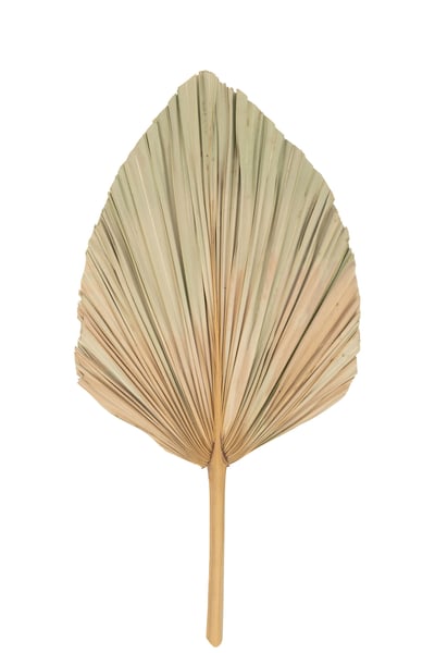 Banaan blad gedroogd plant naturel Banaan blad gedroogd plant naturel