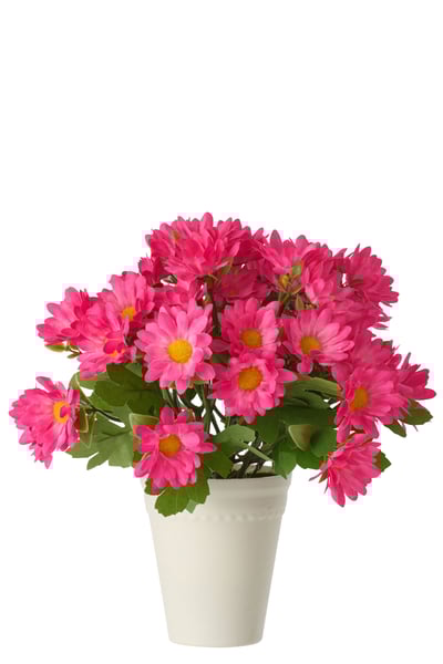 Madeliefje pvc fuchsia