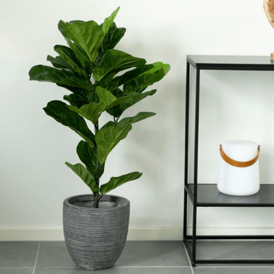Groene Fiddle Leaf Boom - 100cm | Kunstplant Groene Fiddle Leaf Boom - 100cm | Kunstplant