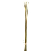 Bamboo bundel Groen L