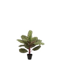 Peacock plant in pot plastiek groen
