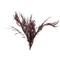 Bundel eucalyptus wild gedroogd bordeaux