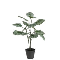 Calathea in pot plastiek groen mix