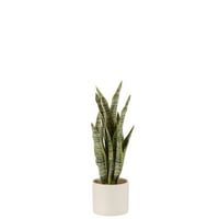 Plant sansevieria in pot pvc groen medium