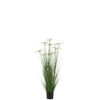 Cyperus alternifolius 8 koppen in pot pvc groen medium