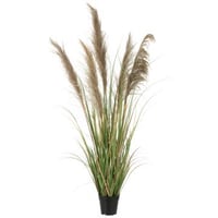 Pampas gras 5 koppen in pot pvc groen/beige small