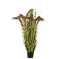 Pampas gras 13 koppen in pot pvc groen/beige large