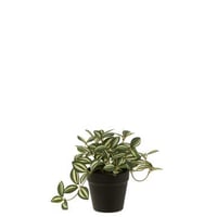 Tradescantia in pot kunststof groen/wit