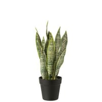 Dracaena trifasciata in pot kunstmatig groen medium