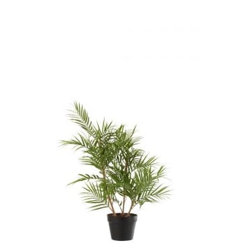 Bergpalm in pot plastiek groen/zwart small