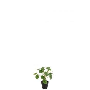 Piilea peperomioides in pot plastiek groen