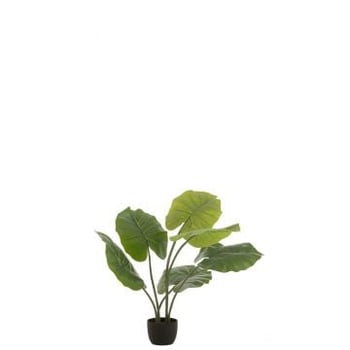 Taro wild in pot plastiek groen small