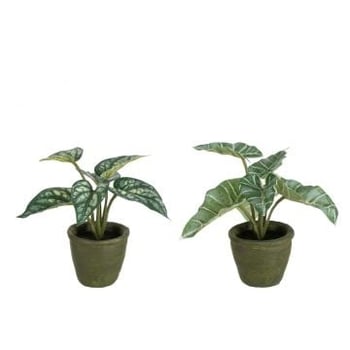 Anthurium/olifantsoor in pot plastiek groen assortiment van 2