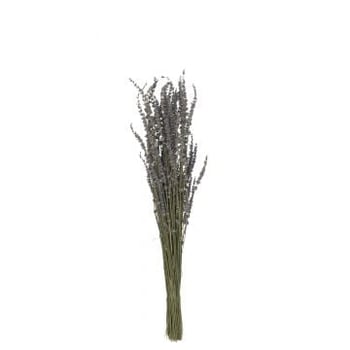 Bundel gedroogde lavendel paars