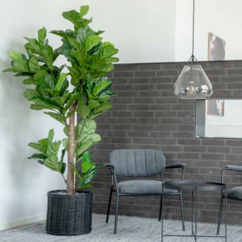 190 cm Fiddle Leaf Boom - Kunstmatige groene plant