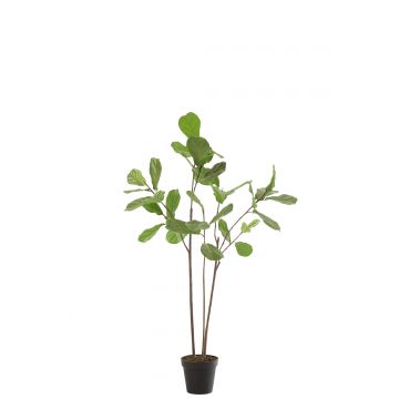 Vioolbladplant in pot plastiek donker groen