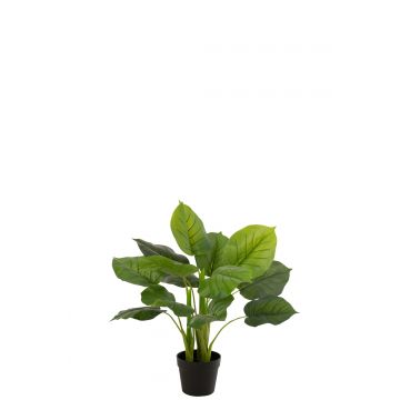 Pothos plant in pot plastiek groen